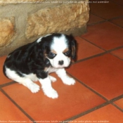 Photo de Cavalier king charles spaniel