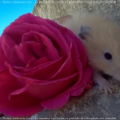 Photo de Hamster