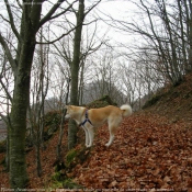 Photo d'Akita inu