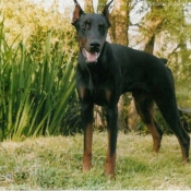 Photo de Dobermann