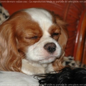 Photo de Cavalier king charles spaniel