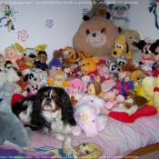 Photo de Cavalier king charles spaniel