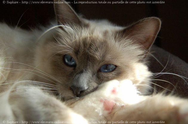 Photo de Sacr de birmanie