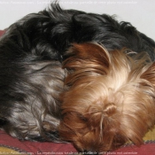 Photo de Yorkshire terrier