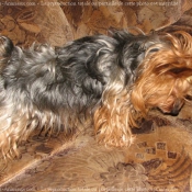 Photo de Yorkshire terrier