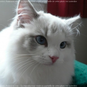 Photo de Ragdoll