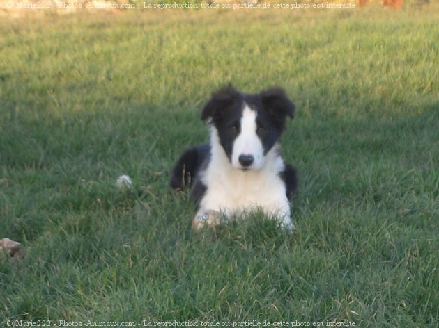 Photo de Border collie