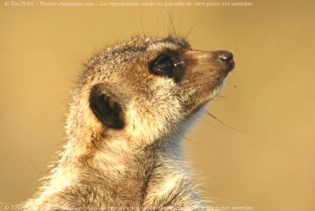 Photo de Suricate