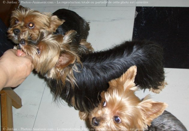 Photo de Yorkshire terrier