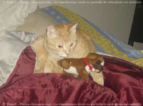 Photo de Chat domestique