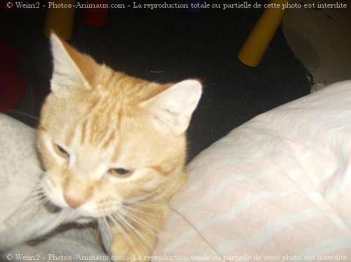 Photo de Chat domestique