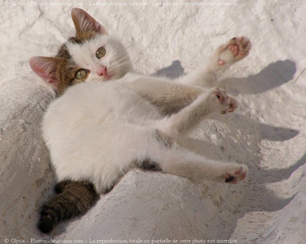 Photo de Chat domestique