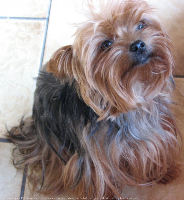 Photo de Yorkshire terrier