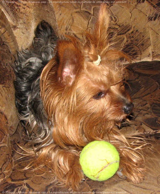 Photo de Yorkshire terrier