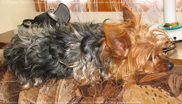 Photo de Yorkshire terrier