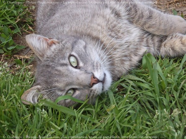 Photo de Chat domestique