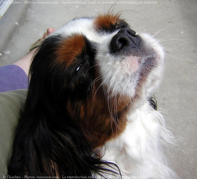 Photo de Cavalier king charles spaniel