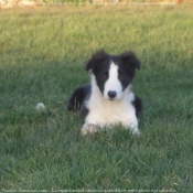 Photo de Border collie