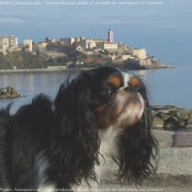 Photo de Cavalier king charles spaniel