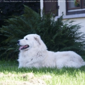 Photo de Kuvasz