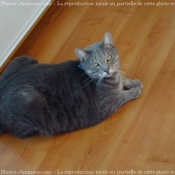 Photo de Chat domestique