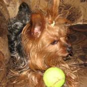 Photo de Yorkshire terrier