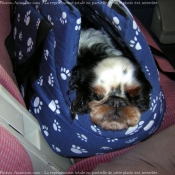 Photo de King charles spaniel