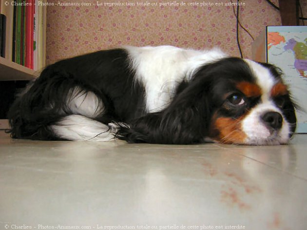 Photo de Cavalier king charles spaniel