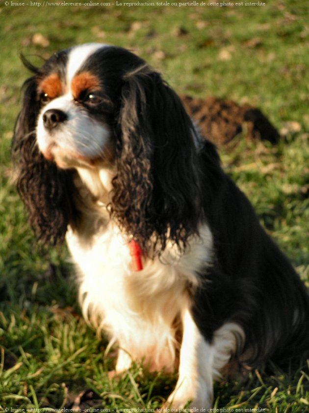 Photo de Cavalier king charles spaniel