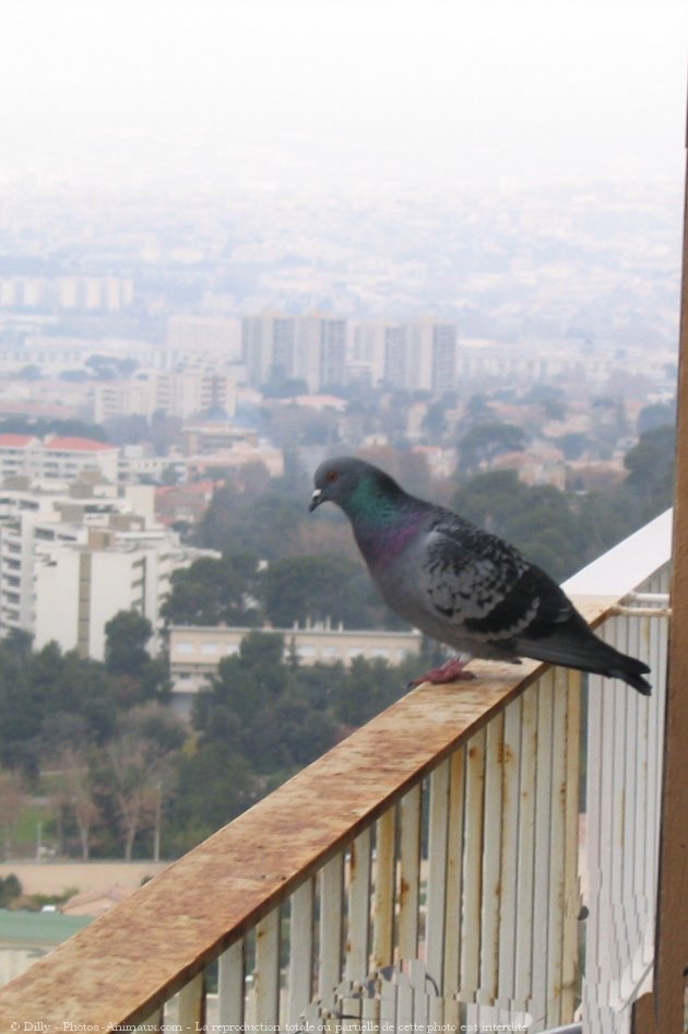 Photo de Pigeon