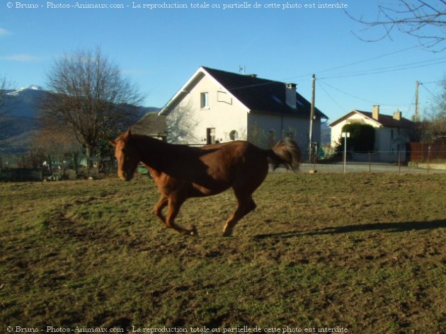 Photo de Quarter horse