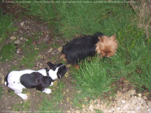 Photo de Bouledogue franais