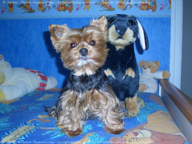 Photo de Yorkshire terrier