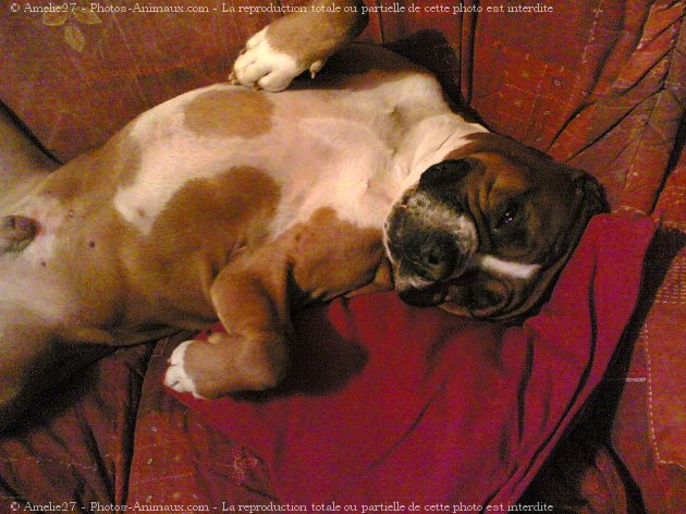 Photo de Boxer