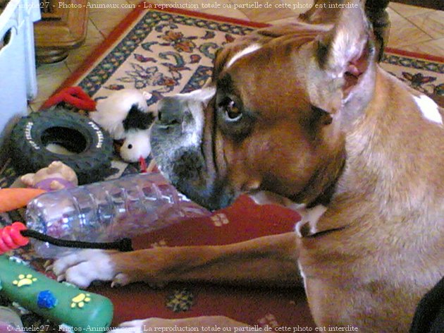 Photo de Boxer