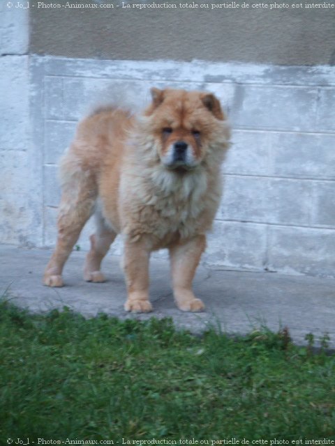 Photo de Chow chow