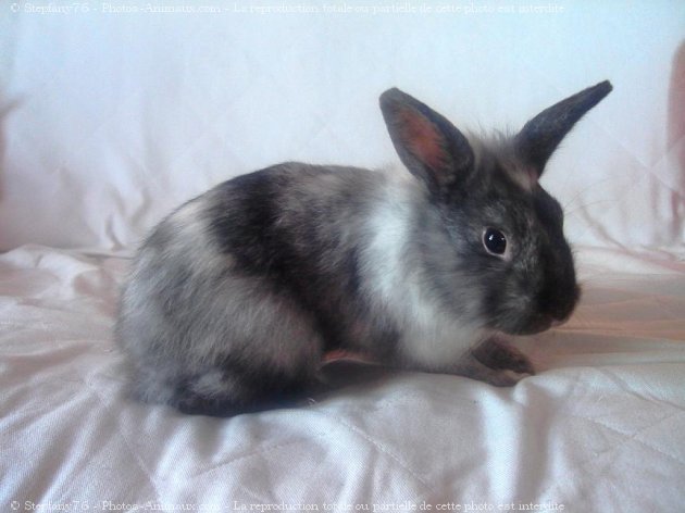 Photo de Lapin