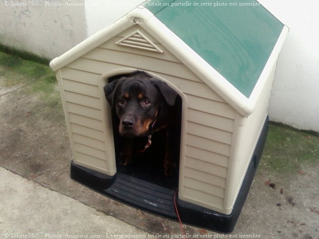 Photo de Rottweiler