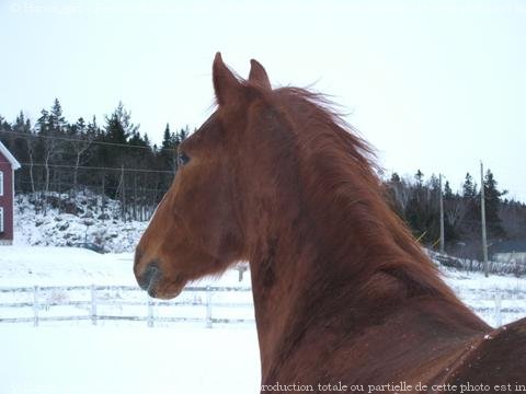 Photo de Quarter horse