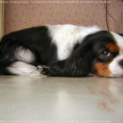 Photo de Cavalier king charles spaniel