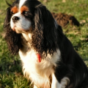 Photo de Cavalier king charles spaniel