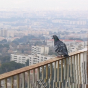 Photo de Pigeon