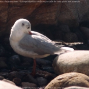 Photo de Mouette