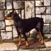 Photo de Pinscher allemand