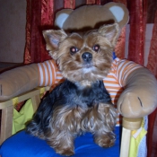 Photo de Yorkshire terrier