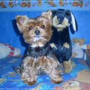 Photo de Yorkshire terrier