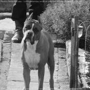 Photo de Boxer