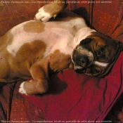 Photo de Boxer