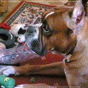 Photo de Boxer