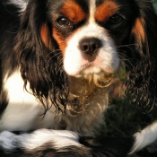 Photo de Cavalier king charles spaniel